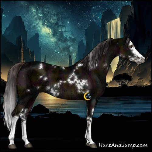 Horse Color:Gray White Spotted Midnight Liver Chestnut Ice Splash
