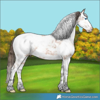 Horse Color:White Spotted Bay Ice Splash Tobiano Appaloosa 