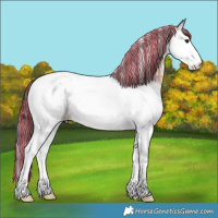 Horse Color:Painted Plaid  Bay Ice Sabino Splash Tobiano Appaloosa 
