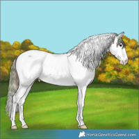 Horse Color:Plaid  Bay Ice Splash Tobiano Appaloosa 