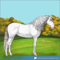 Horse Color:Plaid  Bay Ice Dun Splash Tobiano Appaloosa 