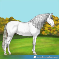 Horse Color:Plaid Bay Ice Dun Sabino Splash Tobiano Appaloosa