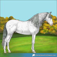 Horse Color:Plaid  Black Ice Sabino Tobiano Appaloosa 