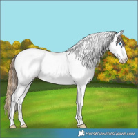 Horse Color:Plaid  Bay Ice Sabino Splash Tobiano Appaloosa 