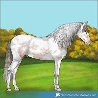 Horse Color:Plaid  Bay Ice Splash Tobiano Appaloosa 