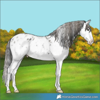 Horse Color:Plaid Black Ice Sabino Splash Appaloosa