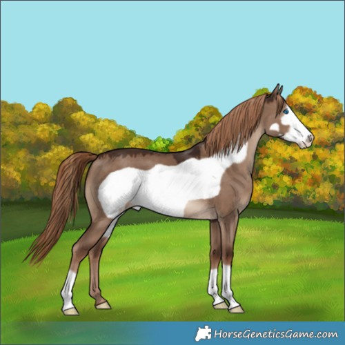 Horse Color:Liver Red Dun Frame 