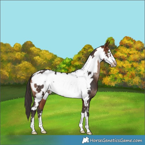 Horse Color:Bay Frame Appaloosa 