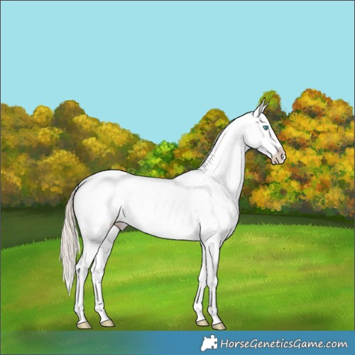 Horse Color:Liver Chestnut Snowdrop Pearl Sabino Appaloosa 