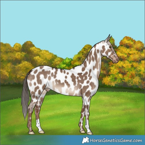 Horse Color:Liver Red Dun Appaloosa 