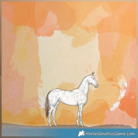 Horse Color:Liver Red Dun Pearl Appaloosa Brindle