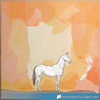 Horse Color:Liver Red Dun Pearl Appaloosa Brindle