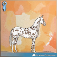 Horse Color:Liver Red Dun Appaloosa Brindle 