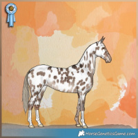 Horse Color:Liver Red Dun Appaloosa Brindle