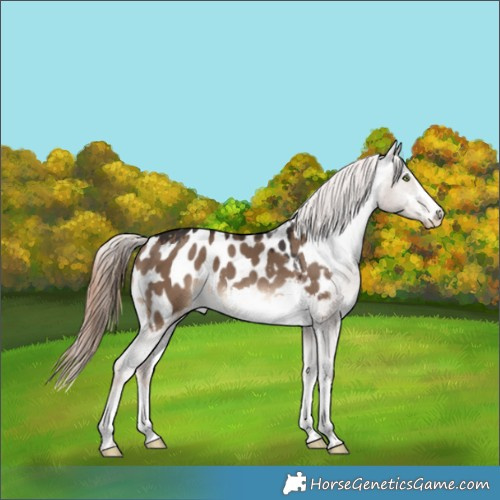 Horse Color:Liver Red Dun Appaloosa 
