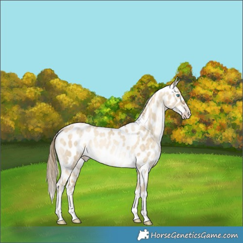 Horse Color:Buckskin Pearl Dun Appaloosa Brindle 