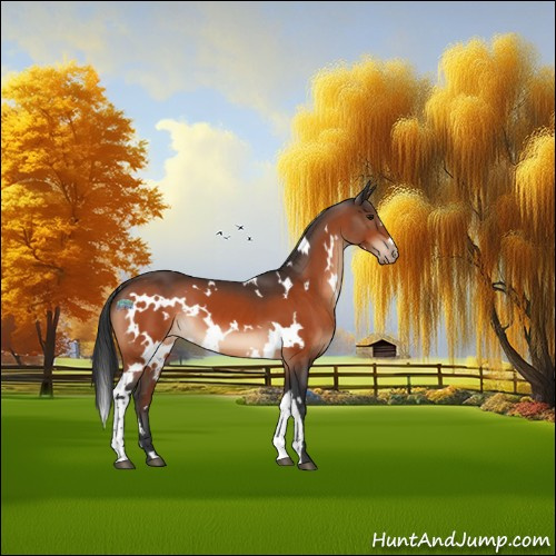 Horse Color:White Spotted Bay Appaloosa