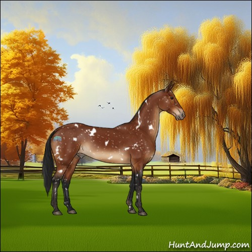 Horse Color:Gray White Spotted Brown Appaloosa 