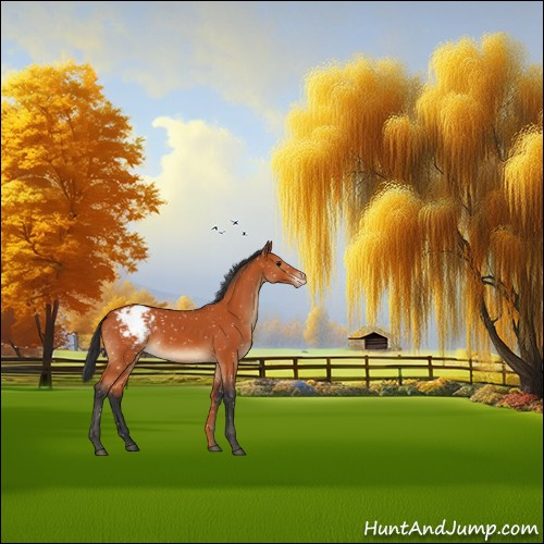 Horse Color:Bay Appaloosa 