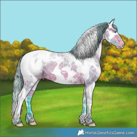 Horse Color:Watercolor White Spotted Bay Ice Sabino Splash Appaloosa