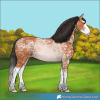 Horse Color:Bay Ice Sabino Splash 