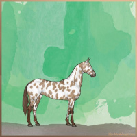 Horse Color:Gray Liver Red Dun Appaloosa Brindle 