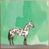 Horse Color:Gray Liver Red Dun Appaloosa Brindle 
