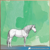 Horse Color:Gray Grullo Sabino Brindle 