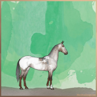 Horse Color:Gray Liver Red Dun Roan Appaloosa Brindle 