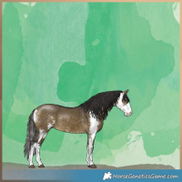 Horse Color:Buckskin Dun Sabino 