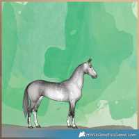 Horse Color:Gray Grullo Sabino Brindle 
