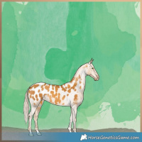 Horse Color:Gold Cream Champagne Appaloosa 