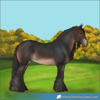 Horse Color:Brown Rabicano 