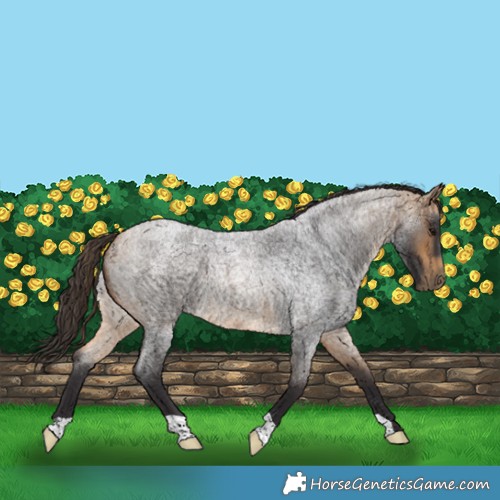Horse Color:Buckskin Roan 