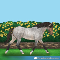 Horse Color:Buckskin Roan 