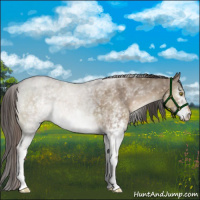 Horse Color:White Spotted Liver Red Dun Roan