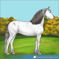 Horse Color:White Spotted Bay Ice Splash Appaloosa