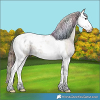 Horse Color:Nacre Bay Ice Splash Tobiano Appaloosa