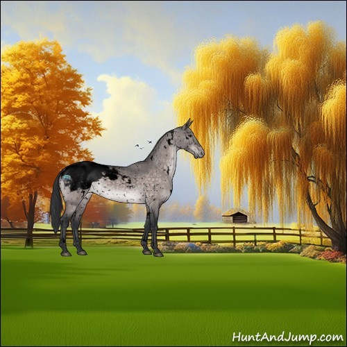 Horse Color:Void Platinum White Spotted Brown Dun Sabino Appaloosa Rabicano