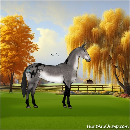 Horse Color:Gray Void Platinum Brown Dun Tobiano Appaloosa 