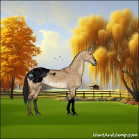 Horse Color:Gray Void Bay Dun Appaloosa 