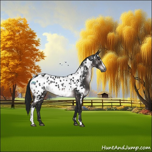 Horse Color:Gray Platinum White Spotted Brown Sabino Appaloosa
