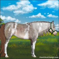 Horse Color:White Spotted Liver Red Roan 