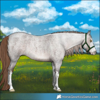 Horse Color:White Spotted Liver Red Roan 