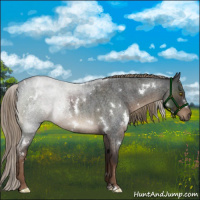 Horse Color:White Spotted Liver Red Roan 