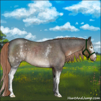 Horse Color:White Spotted Liver Red Roan Rabicano 