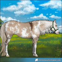 Horse Color:White Spotted Liver Red Dun 