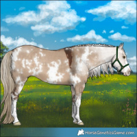 Horse Color:White Spotted Liver Red Dun 