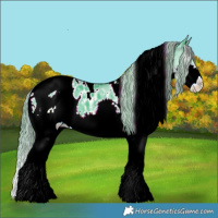 Horse Color:Watercolor White Spotted Black Splash Tobiano Appaloosa 