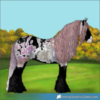 Horse Color:Watercolor Chestnut Sabino Splash Appaloosa